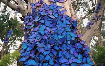 How Living in a Blue Zone Can Help You Live Longer